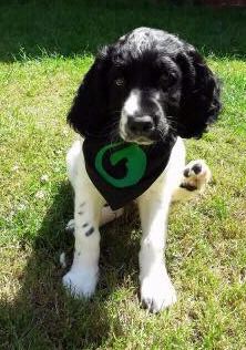 Alien Xenomorph Ripley Sci Fi Dog Bandana