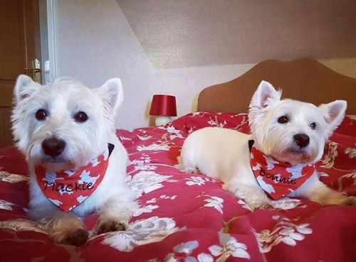 Westie West Highland Terrier Dog Bandana