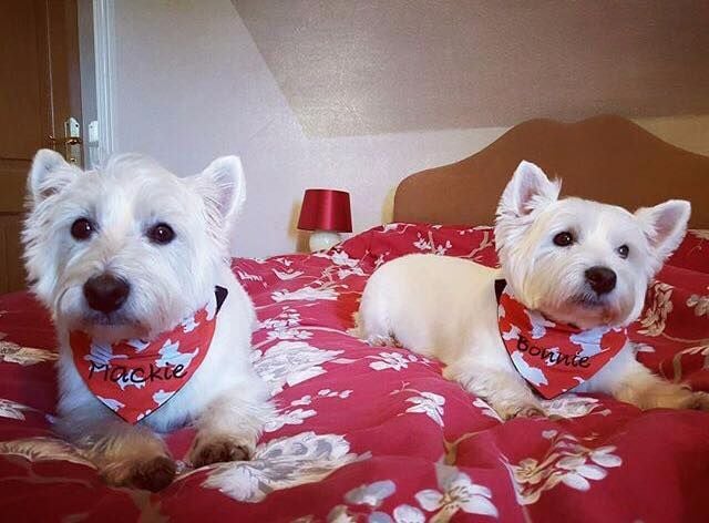 Westie West Highland Terrier Dog Bandana