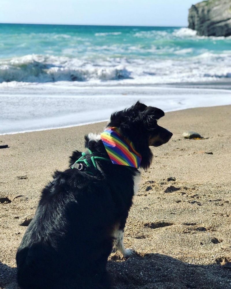 Pride Rainbow Dog And Cat Bandana