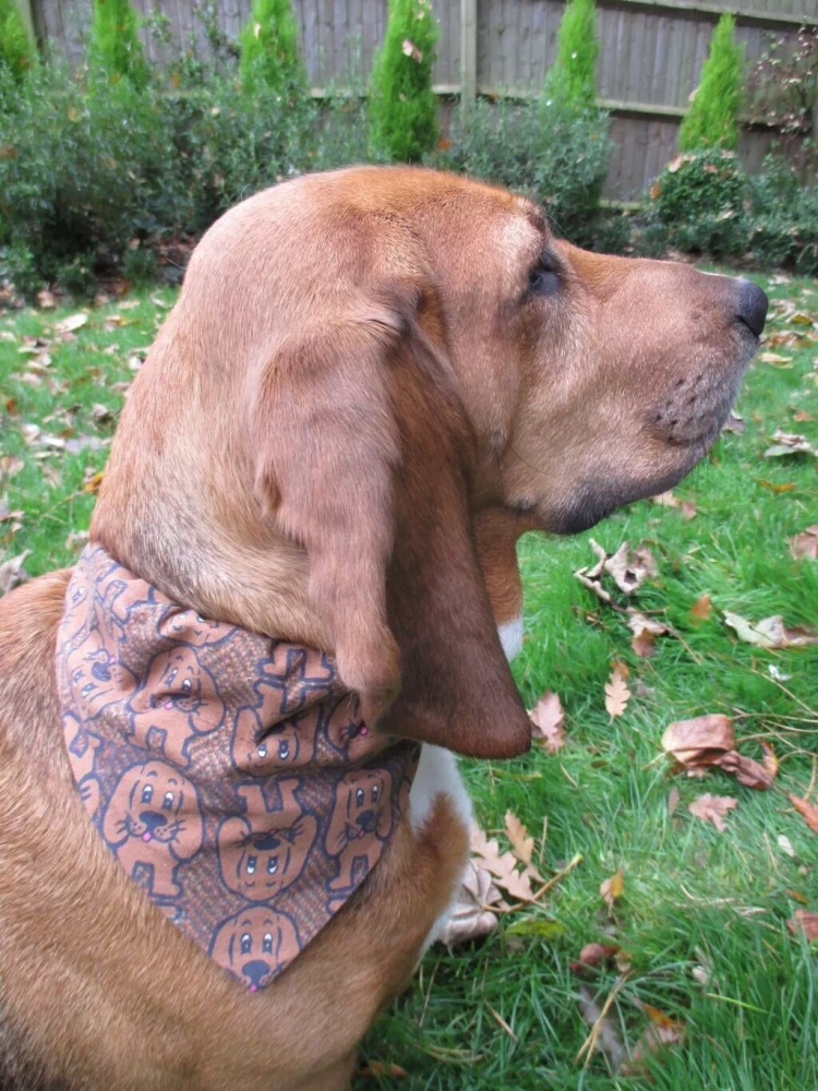 Ruby Roo Printed Basset Hound Bandana
