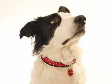 Christmas Dog Collar And Pet Bandana Set Workshop Full Day Tuesday 3rd Dece