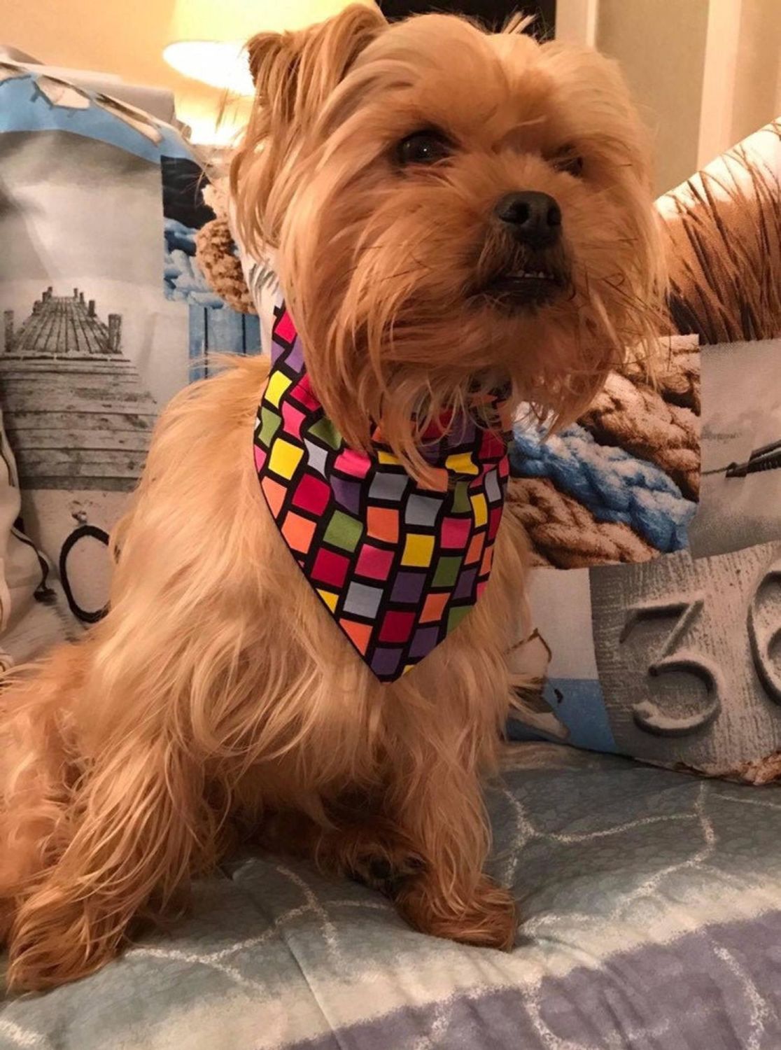 Fun At The Fair Geometric Rainbow Block Print Dog And Cat Bandana