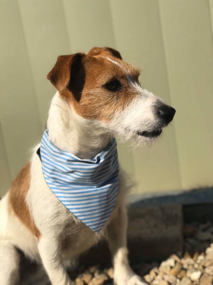 Blue And White Deckchair Horizontal Stripe Dog And Cat Bandana