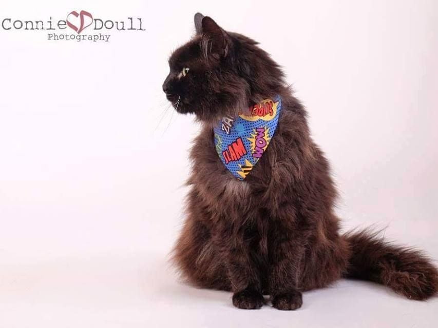 Downloadable Extra Small ZukieStyle Slide Over Collar Pet Bandana Pattern