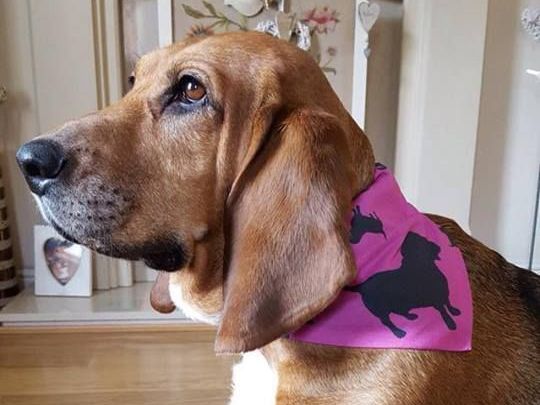 Downloadable Small ZukieStyle Slide Over Collar Pet Bandana Pattern
