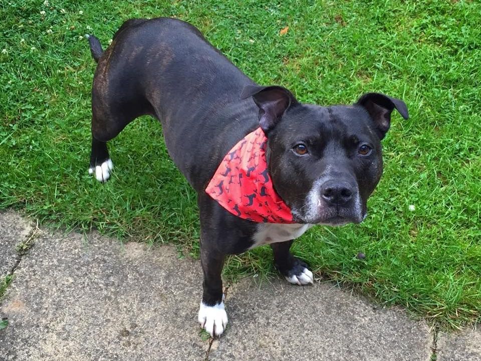 Downloadable Medium ZukieStyle Slide Over Collar Pet Bandana Pattern