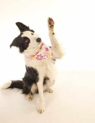 Childrens SewAlong Pet Bandana Workshop Wednesday 24th March 11am Zoom