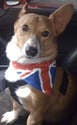 British Union Jack Olympic Royal Wedding Jubilee Dog Bandana