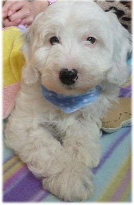 Baby Blue And White Polka Dot Spotty Bandana