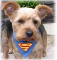 Super Pup Superman Superhero Man Of Steel Blue Dog Bandana