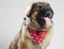 Red star print dog bandana as seen on Simba from Top Dog Model