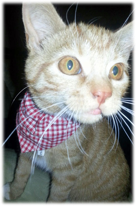 Country Lovin Red Gingham Cat Bandana Neckerchief