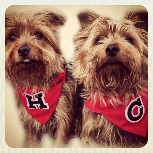 Henry And Coleman In Varsity Dog And Cat Bandanas Neckerchiefs