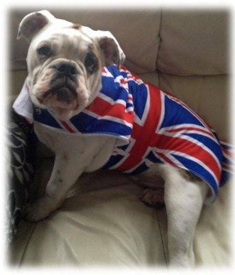 Union Jack Jubilee Olympic Themed Walking Dog Coat