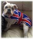 Union Jack Jubilee Olympic Themed Walking Dog Coat