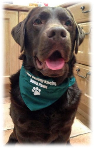I Saw Mummy Kissing Santa Paws Dog Bandana