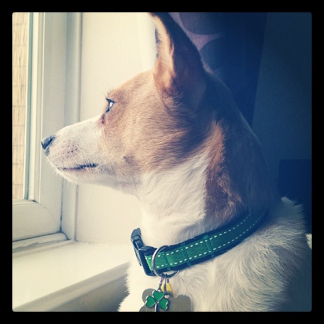 Irish Green Saddle Stitch Dog Collar