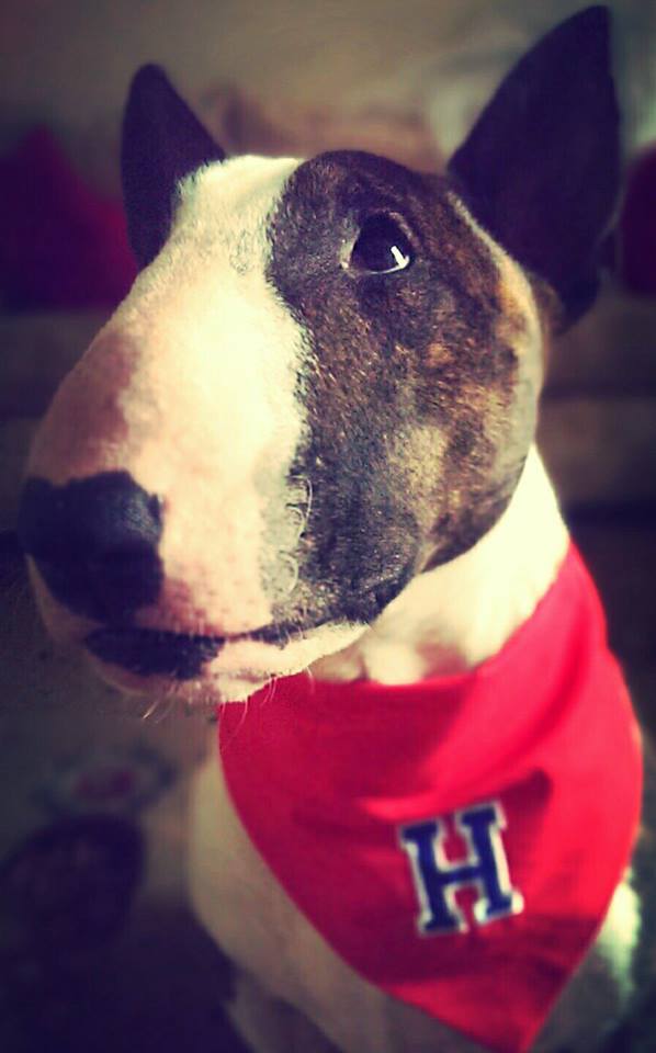 Varsity Style Dog And Cat Bandanas
