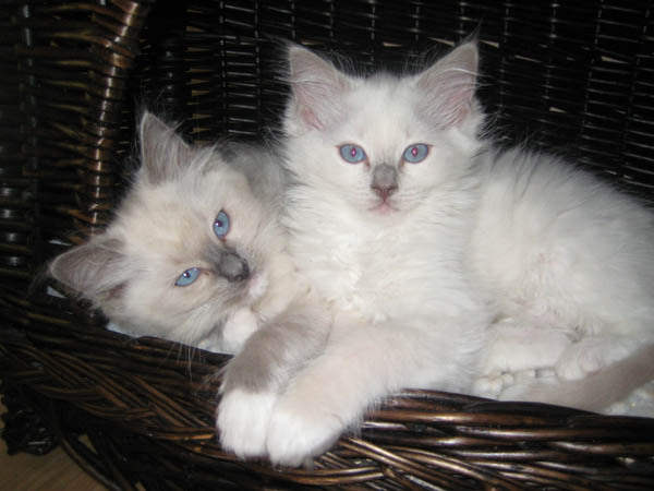 Lilac store mitted ragdoll