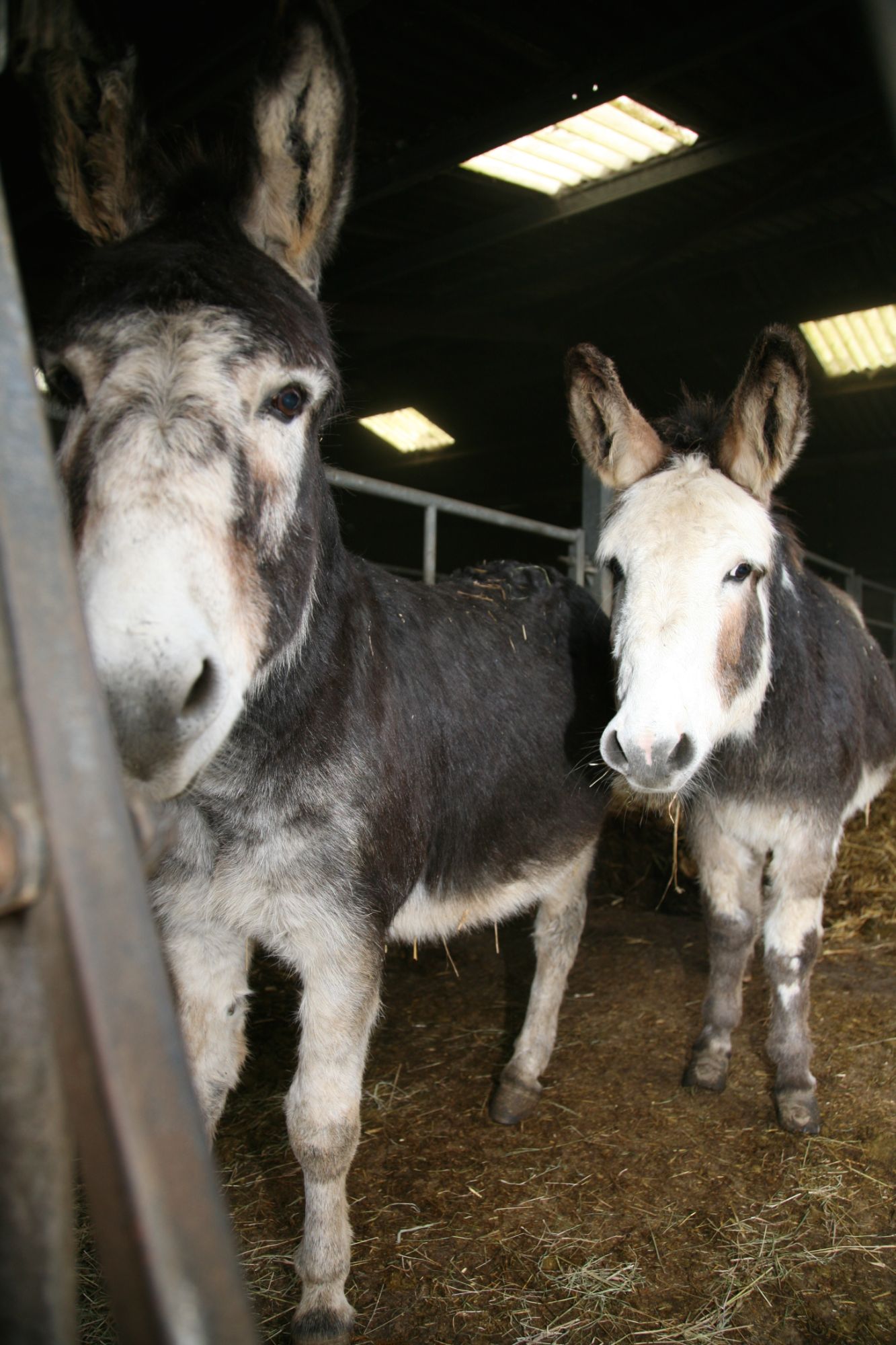 Donkey farm shop