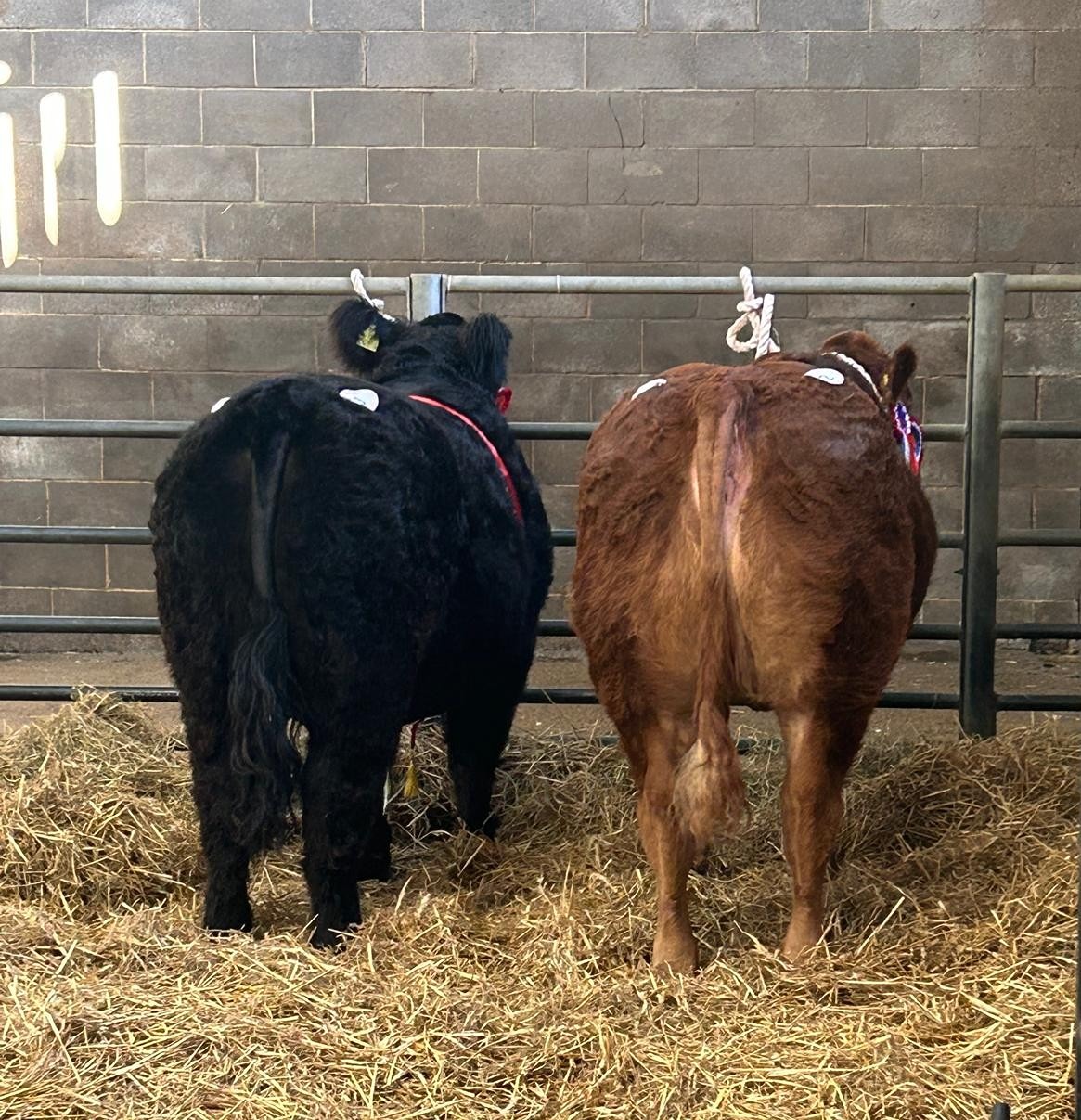 Ashford 2025-12-02 at 19.17.02_d9d75a37