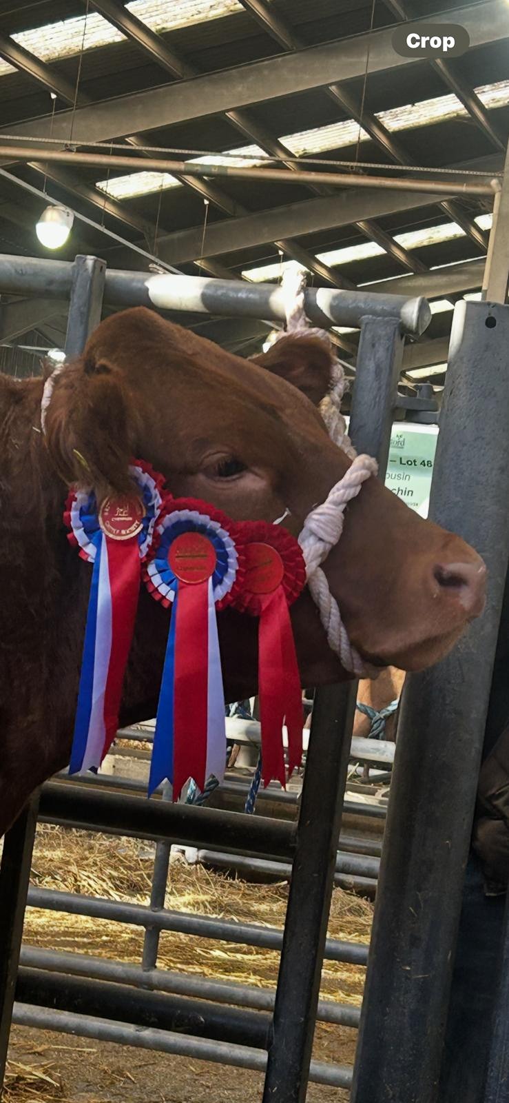 Mango Ashford 2025-12-02 at 19.17.02_8e35095f