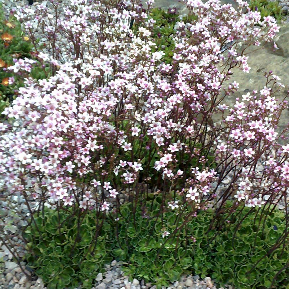 SAXIFRAGA Winifred Bevington