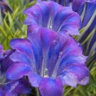 GENTIANA Shot Silk (9cm pot)