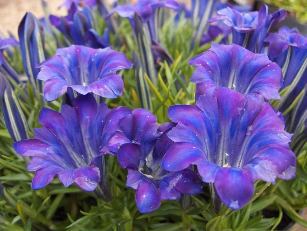 GENTIANA Shot Silk