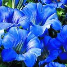 GENTIANA sino-ornata