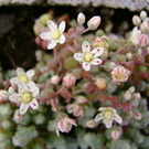 SEDUM brevifolium var.quinquefarium