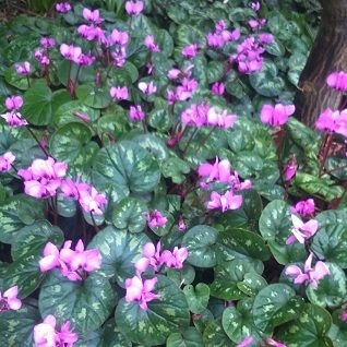 CYCLAMEN coum