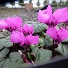 CYCLAMEN coum (9cm pot)