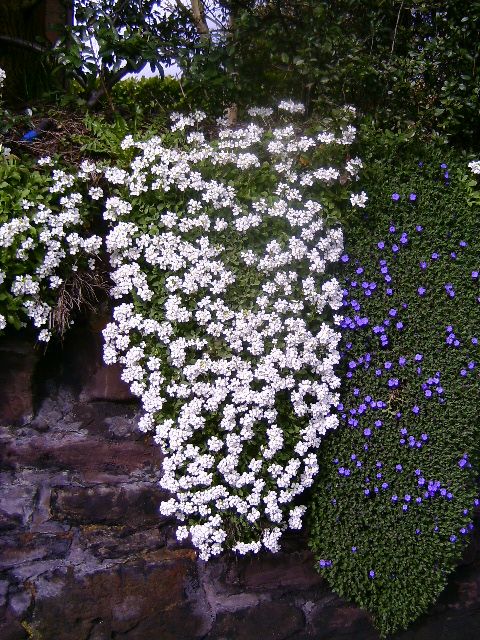 IBERIS sempervirens Snowflake