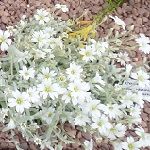 CERASTIUM