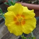 HELIANTHEMUM Ben Fhada (Rock Rose)