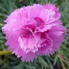 DIANTHUS Whatfield Can Can