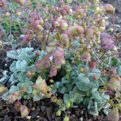 ORIGANUM dictamnus