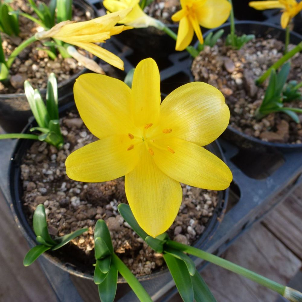STERNBERGIA lutea (Autumn Daffodil) (Large pot of 5 bulbs)