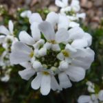 IBERIS sempervirens Little Gem