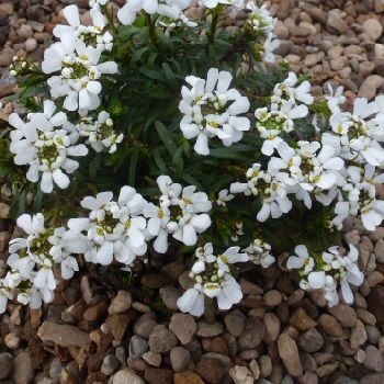 IBERIS sempervirens Little Gem