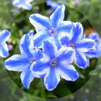 Lovely blue and white starry flowers