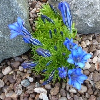 Gentiana compact form