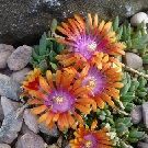 DELOSPERMA Fire Spinner (Ice plant) (9cm pot)