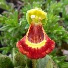 CALCEOLARIA fothergillii (9cm pot)
