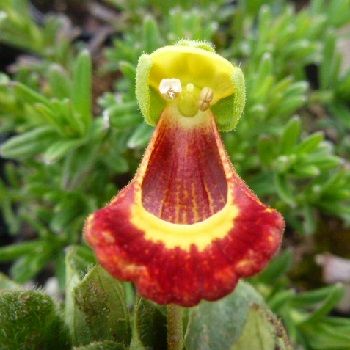 CALCEOLARIA fothergillii
