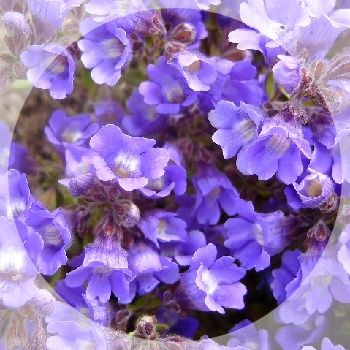 Long flowering with snapdragon like flowers