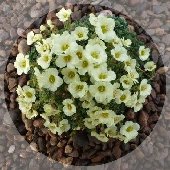 Lovely early flowering saxifraga. Ideal in a trough