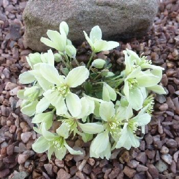 CLEMATIS marmoraria x petriei
